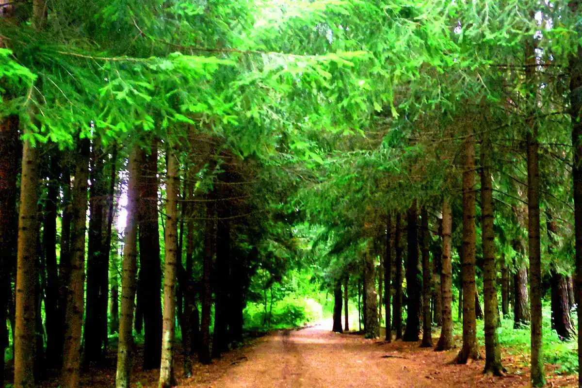 Passeggiata nel Dendropark di Stepanavan