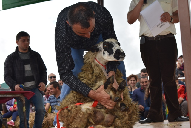 Фестиваль стрижки овец
